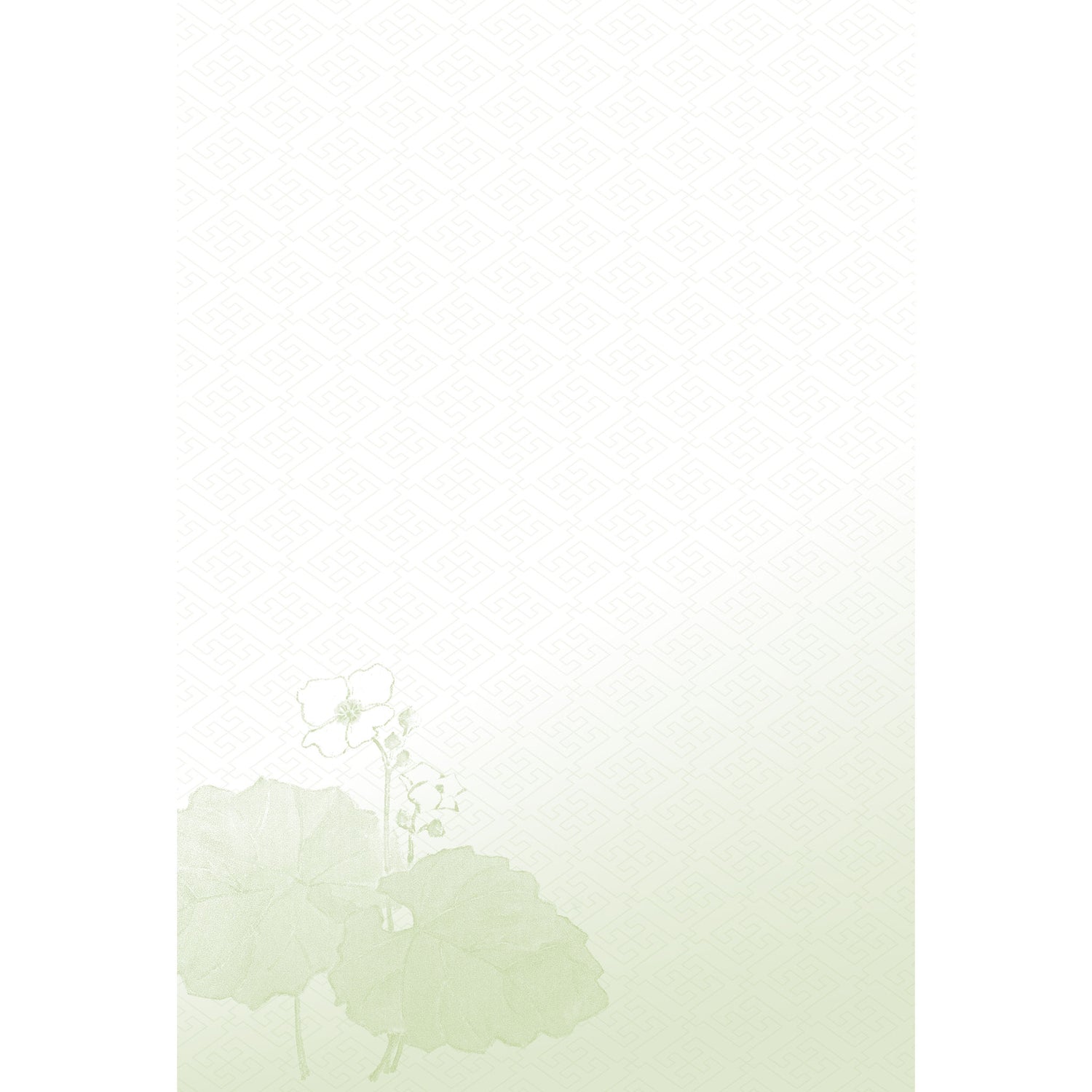 2026年度限定 四季 春 白雪芥子